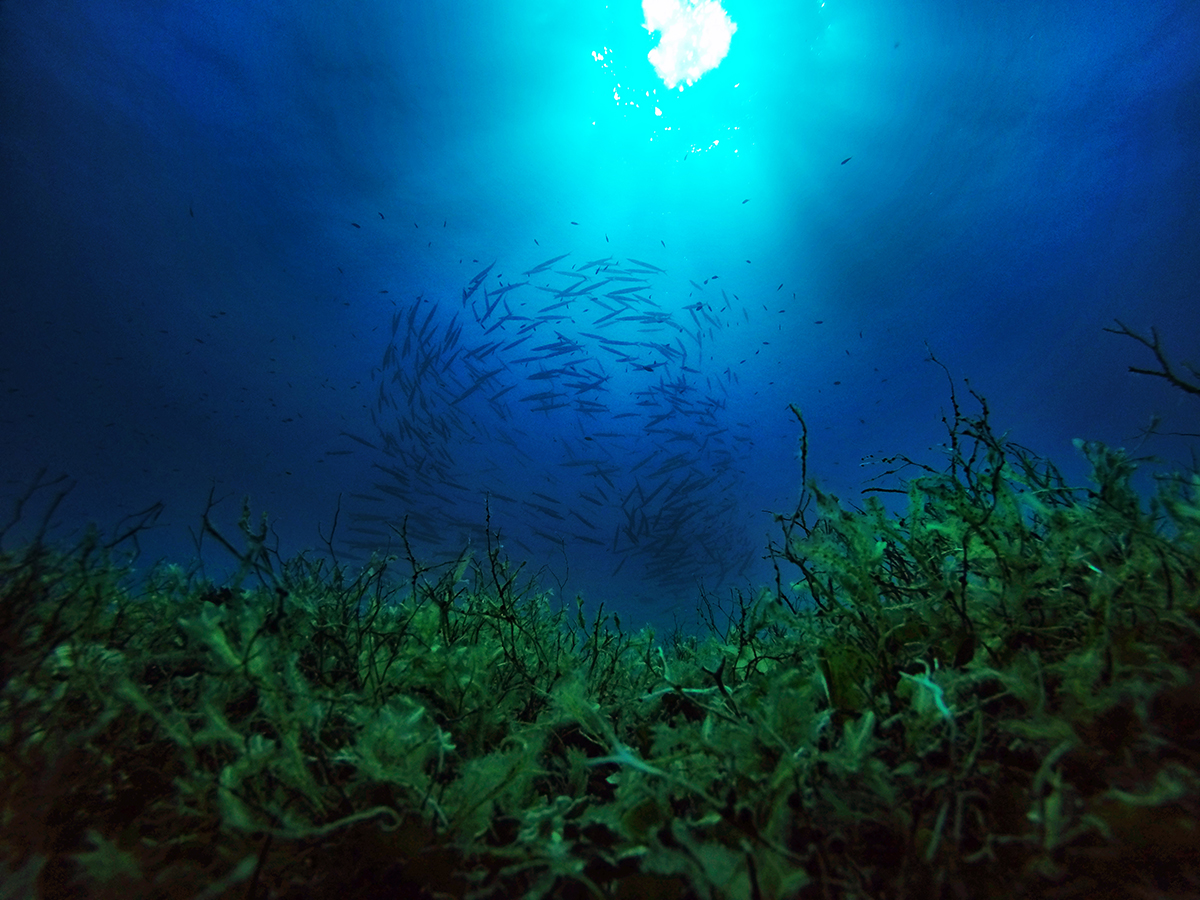 A shoal of barracudas circling above.