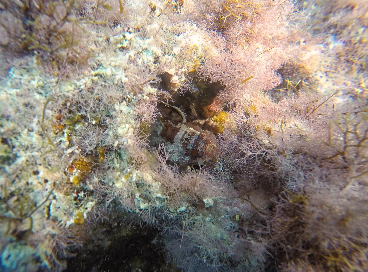A well hidden young scoropionfish